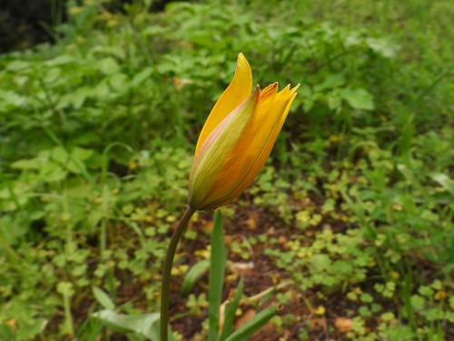 Liliaceae