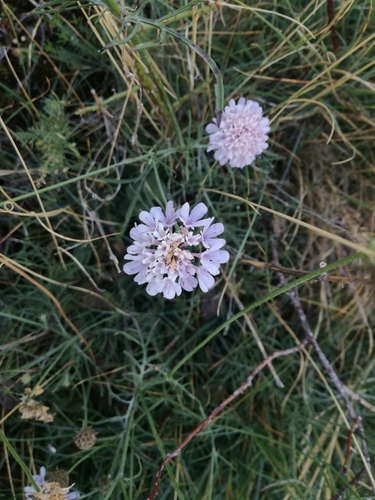 Scabieuse à trois étamines