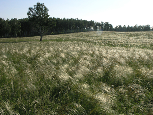 Poaceae