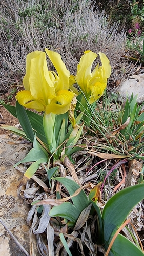 Iris des garrigues