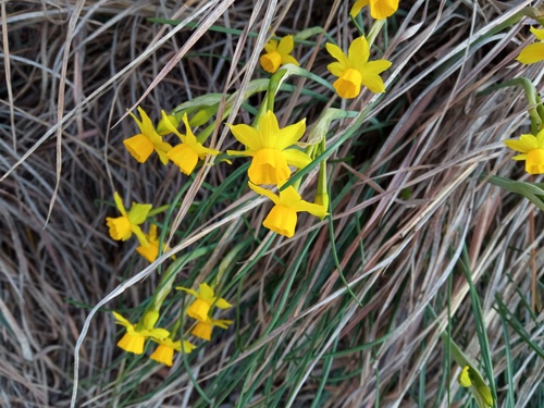 Amaryllidaceae