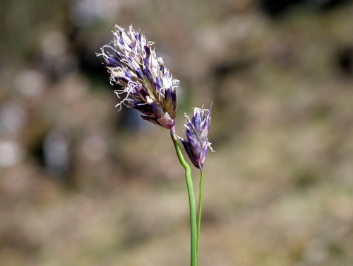 Seslérie bleuâtre