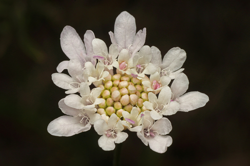 Scabieuse pourpre