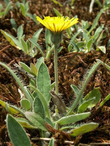 Pilloselle officinale