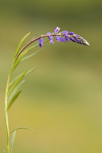 Polygalaceae