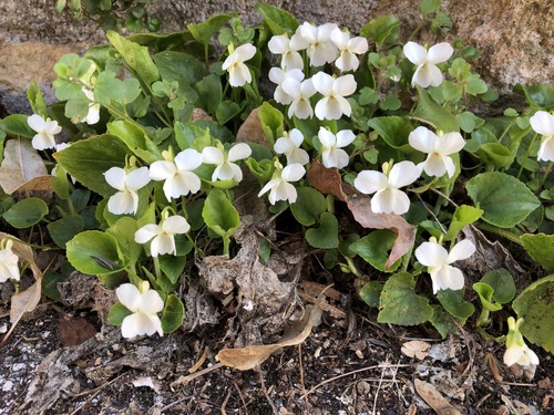 Violaceae