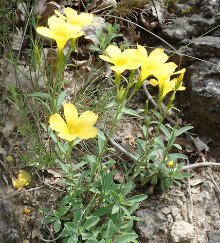 Linaceae