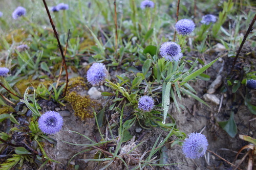 Plantaginaceae