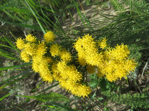 Aster à feuilles d'osyris