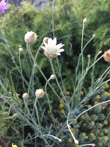 Xéranthème cylindracé