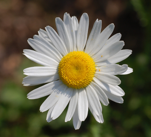 Asteraceae