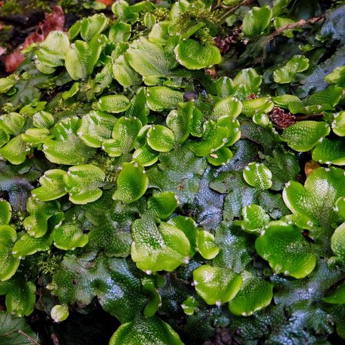 Conocephalaceae