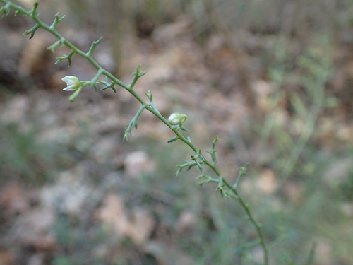 Santalaceae