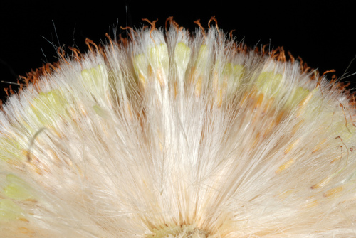 Typhaceae