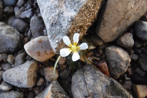 Renoncule à feuilles capillaires
