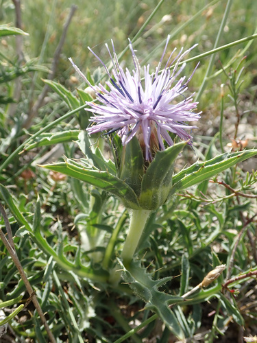 Cardoncelle de Montpellier