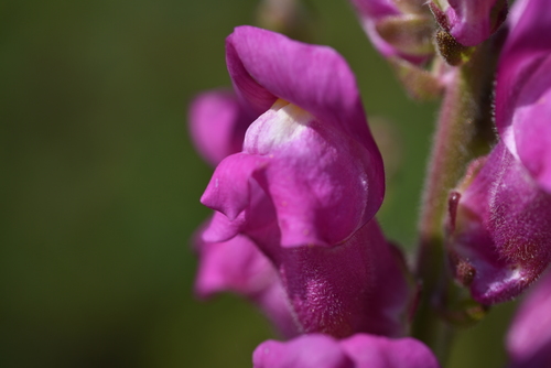 Muflier à grandes fleurs