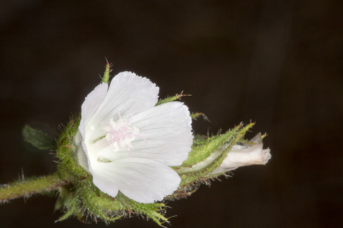 Malvaceae