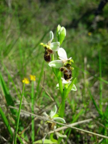 Ophrys bécasse