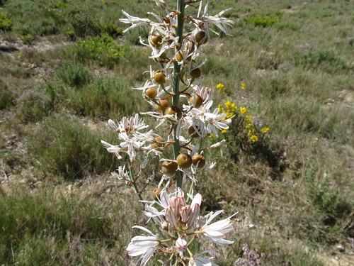 Asphodelaceae