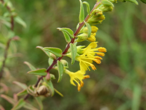 Orobanchaceae