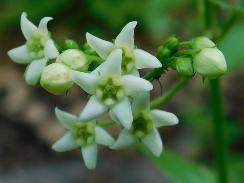 Apocynaceae