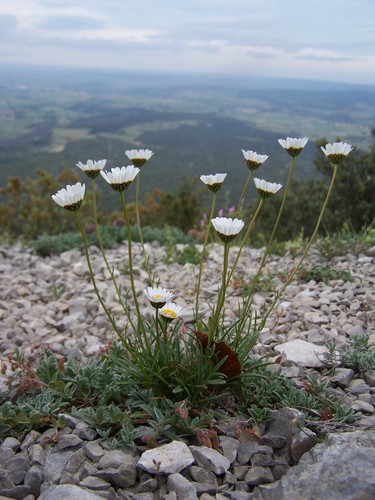 Marguerite à feuilles de graminée