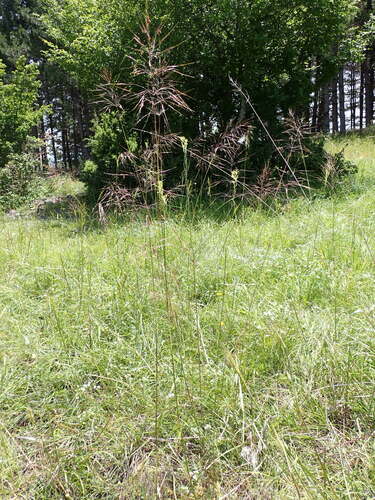 Chrysopogon grillon