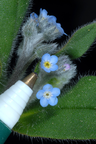 Myosotis des champs
