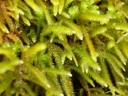 Leucodontaceae