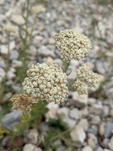 Achillée odorante