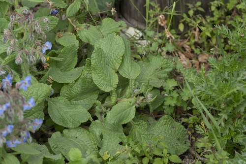 Bourrache officinale