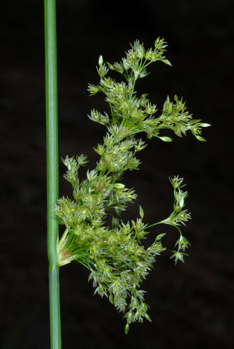 Juncaceae