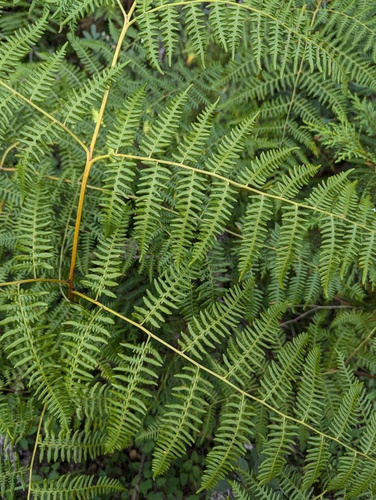 Dennstaedtiaceae