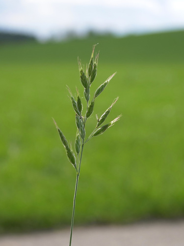 Brome mou