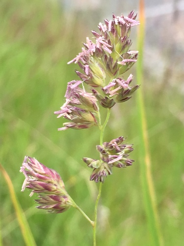 dactyle aggloméré