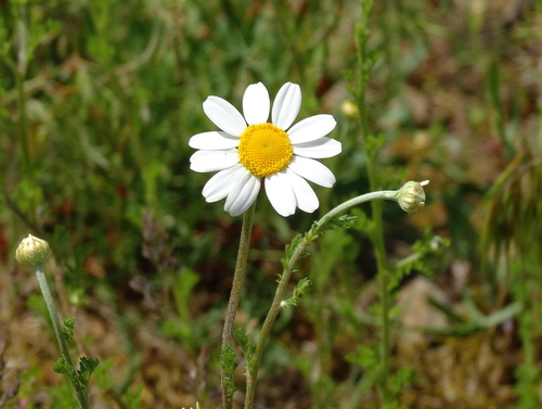Anthémis des champs