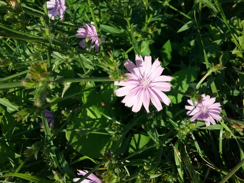 Chicorée amère