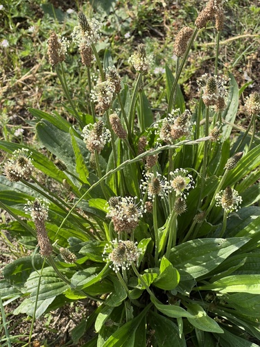 Plantain lancéolé