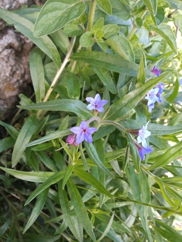 Fausse buglosse pourpre bleu