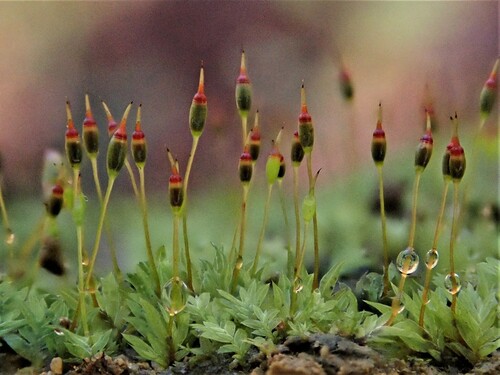 Fissidentaceae