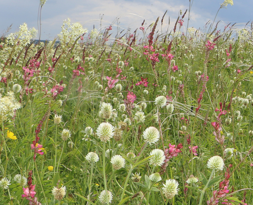 Sainfoin cultivé