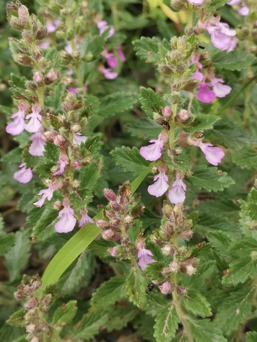 Germandrée petit chêne