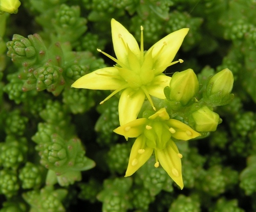 Crassulaceae