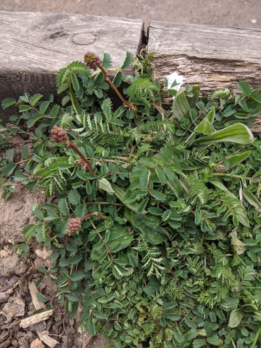 Petite sanguisorbe