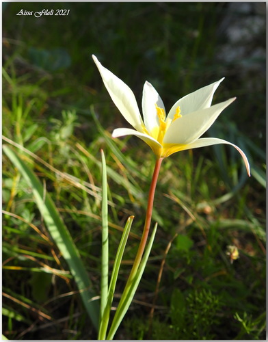 Tulipe sauvage