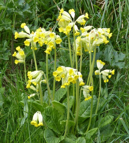 Primevère officinale