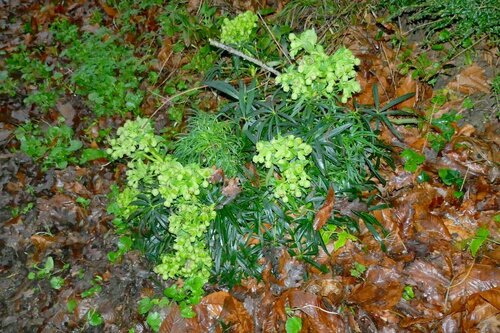 Ranunculaceae