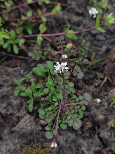 Cardamine hirsute