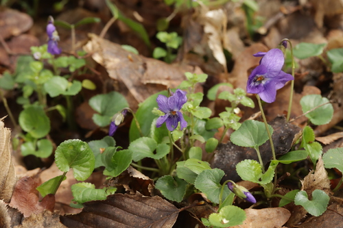 Violette odorante